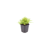 48x Dryopteris filix-mas - ↕10-25cm - Ø9cm