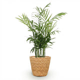 Green boutiQ - Kamerplant - Chamaedorea elegans - Goudpalm - Huisdiervriendelijke Plant - Groen - 1 Plant - met Mand - Pot 12cm - Hoogte 15cm