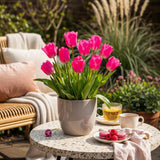 Green boutiQ - Bloembollen - Tulp Triumph Pink - Kleur Roze - 15 stuks - Bolmaat 11/12 - XXL Pack
