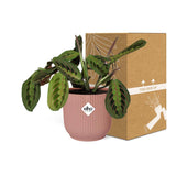 Maranta Leuconeura ‘Fascinator’ Tricolor in ELHO Vibes Fold 14cm roze