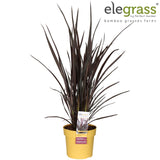 Phormium Rubra Nana - Ø19cm - ↕70cm
