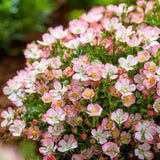 Green boutiQ - Tuin Roos - Rosa Cutie Pie - Roos - Winterhard - Roze - 1 Plant - Pot 12cm - Hoogte Hoogte 20-25cm
