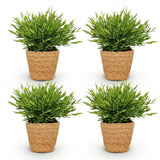 Green boutiQ - Kamerplant - Bamusa Pogonatherum Monica - Bamboegras - Huisdiervriendelijke Plant - Groen - 4 Planten - met Mand - Pot 12cm - Hoogte 20cm