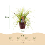 Green boutiQ - Siergrassen -Carex oshimensis Everillo - Geel - 2 Planten - Bladhoudend - Weinig Onderhoud - Pot 17cm Hoogte 50cm