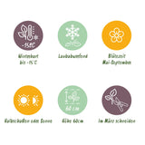 Green boutiQ - Tuin Roos - Rosa Tricolor Fairy - Roos - Winterhard - Geel-Roze - 1 Plant - Pot 12cm - Hoogte Hoogte 20-25cm