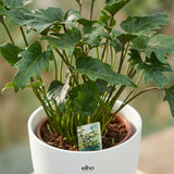 Green boutiQ - Kamerplant - Philodendron - Philodendron Xanadu - Groen - Weinig onderhoud - 1 Plant - met Potter Wit - Pot 19cm - Hoogte 60cm