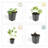 24x Geranium Rozanne - ↕10-25cm - Ø9cm