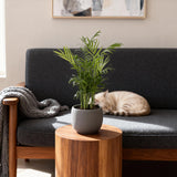 Green boutiQ - Kamerplant - Chamaedorea elegans - Goudpalm - Huisdiervriendelijke Plant - Groen - 1 Plant - Pot 12cm - Hoogte 15cm