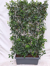 Photinia Fraseri 'Red Robin' - Glansmispel - Kant-en-Klaar Haag - 120 x 180 cm