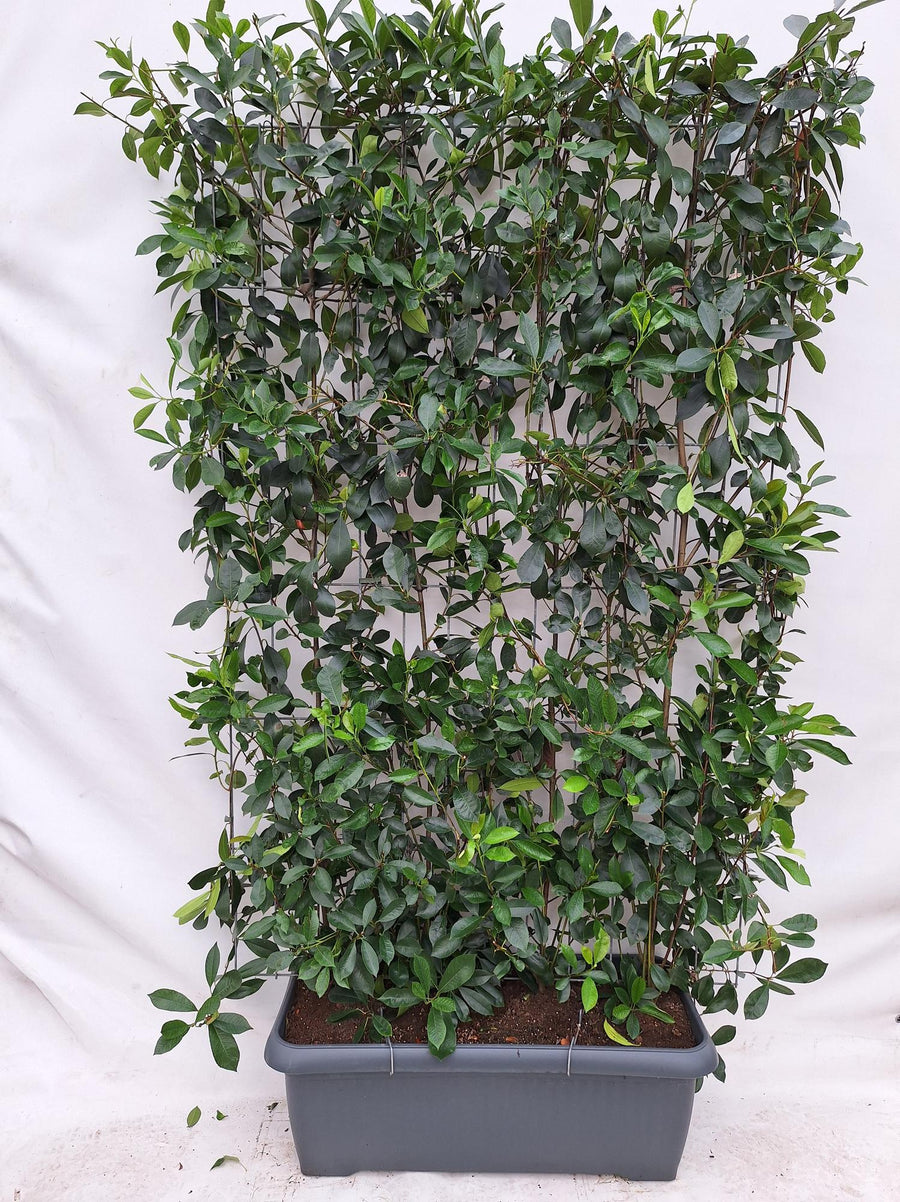 Photinia Fraseri 'Red Robin' – Kant-en-klaar haagscherm 120 x 180 cm bij levering
