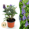 Green boutiQ - Tuinplant - Buddleja davidii Butterfly Candy Little Lila - Vlinderstruik - Compact - Lila - 3 Planten - Pot 12cm - Hoogte 20-25cm