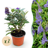 Green boutiQ - Tuinplant - Buddleja davidii Butterfly Candy Little Lila - Vlinderstruik - Compact - Lila - 3 Planten - Pot 12cm - Hoogte 20-25cm