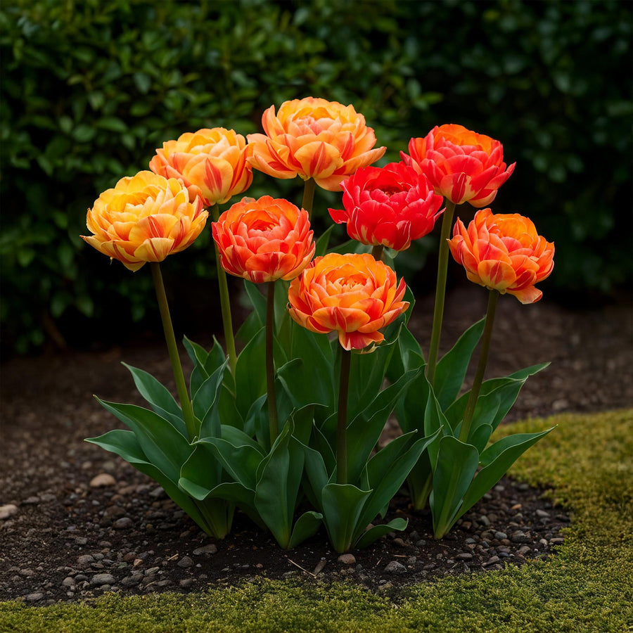 Tulpenbollen Gudoshnik Double — dubbel bloemig, 12 stuks (bolmaat 11/12)
