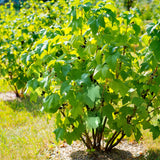 Green boutiQ - Fruitplant - Zwarte bes - Ribes nigrum Titania - Zwarte Bes - 2 planten -Pot 11cm Hoogte 40cm
