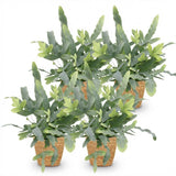 Green boutiQ - Kamerplant - Phlebodium aureum Blue Star - Blauwe Varen - Huisdiervriendelijke Plant - Blauw - 4 Planten - met Mand - Pot 12cm - Hoogte 25cm