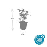 60x Fragaria vesca - ↕10-25cm - Ø9cm