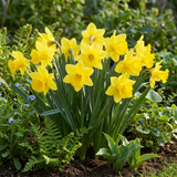 30x Narcissus Carlton - Gele narcis - Geel - Voorjaarsbloeier - Bolmaat 12/14