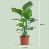 Green boutiQ - Kamerplant - Paradijsvogelplant - Stelitzia Nicolai - Groen - Weinig onderhoud - 1 Plant - Pot 19cm - Hoogte 80 - 90cm