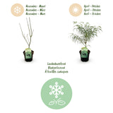 Green boutiQ - Terrasplant - Japanse Esdoorn - Acer palmatum Koto-no-ito - Groen - 1 Plant - Bladverliezend - Pot 19cm Hoogte 70cm