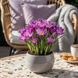 Green boutiQ - Bloembollen - Crocus Ruby Giant - Kleur Paars - 50 stuks - Bolmaat 5/6 - XXL Pack