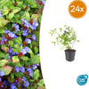 24x Ceratostigma plumbaginoides- ↕10-25cm - Ø9cm