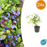 24x Ceratostigma plumbaginoides- ↕10-25cm - Ø9cm