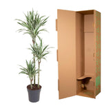 Dracaena White Stripe - 150 cm - ø24