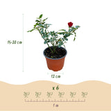 Green boutiQ - Tuin Roos - Rosa Rote The Fairy - Roos - Winterhard - Rood - 3 Planten - Pot 12cm - Hoogte Hoogte 20-25cm