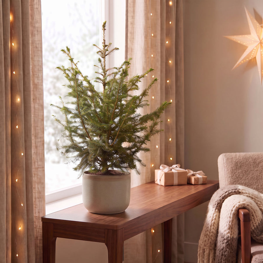 Servische spar kerstboom – Pot Ø23 cm · 70 cm hoog (foto 3)