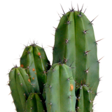Polaskia chula 12cm