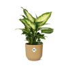 Dieffenbachia ‘Camilla’ in ELHO Vibes Fold 14cm geel
