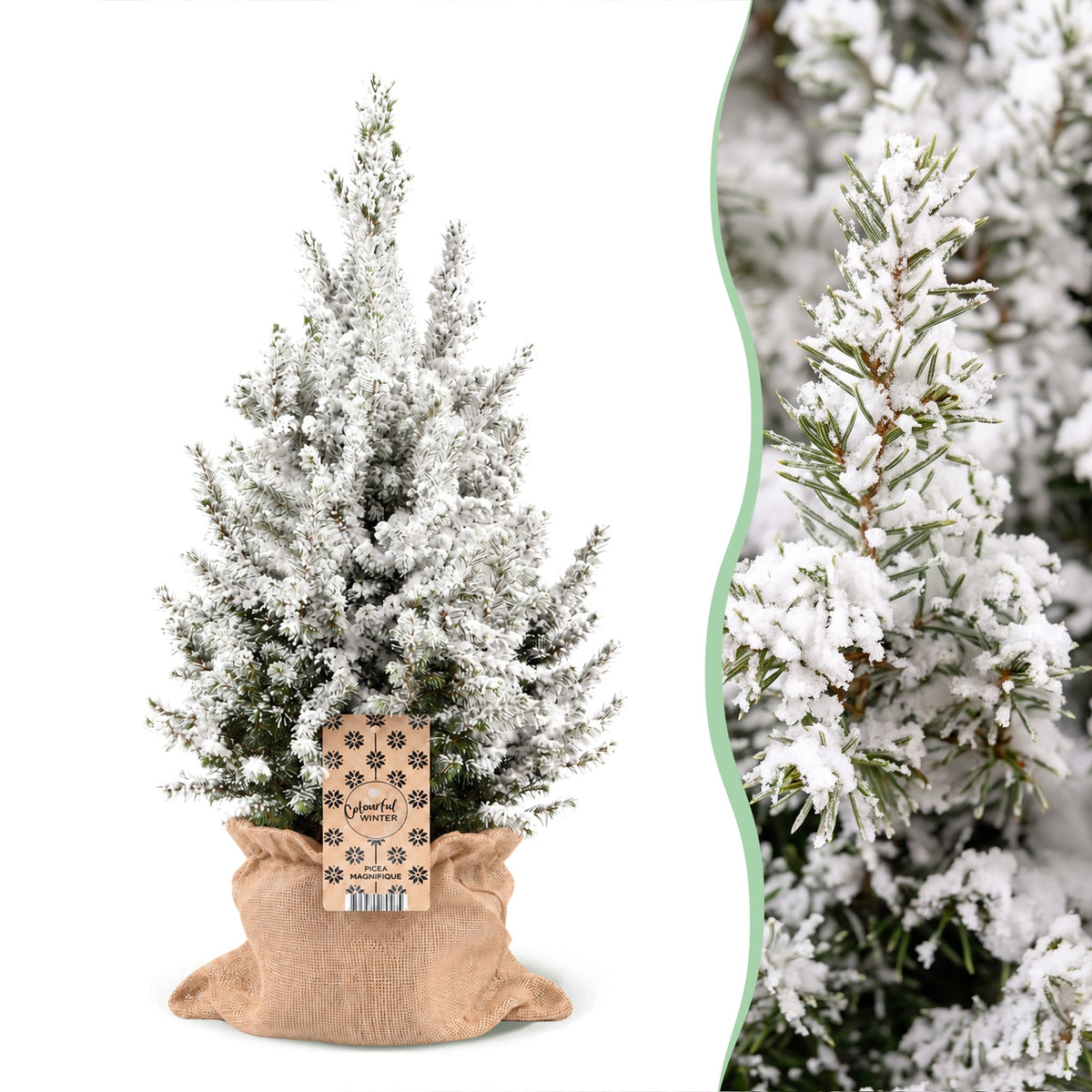 Kegelspar kerstboom besneeuwd — Ø19 cm, 65 cm hoog — met jute zak