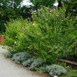 Green boutiQ - Tuinplant - Hibiscus syriacus Woodbridge - Tuin Hibiscus - Winterhard - Roze - 3 Planten - Pot 17cm - Hoogte 45cm