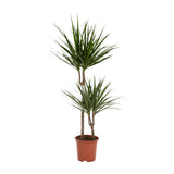 Dracaena Marginata - Ø19cm - ↕100cm