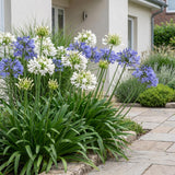 Green boutiQ - Vasteplant - Agapanthus Duo - Afrikaanse Lelie - Bijen en Vlinderlokkers - Blauw - Wit - 24 Planten - Pot 11cm - Hoogte 15-25cm