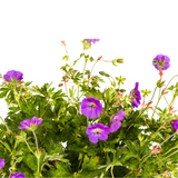 Geranium Rozanne Purple Ø19cm - ↕20 - 30cm
