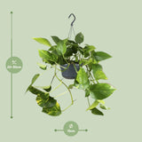 Epipremnum Aureum- Ø15cm - ↕25cm