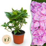 Green boutiQ - Tuinplant - Hydrangea macrophylla Roze - Hortensia - Winterhard - Roze - 3 Planten - Pot 12cm - Hoogte Hoogte 20-30cm