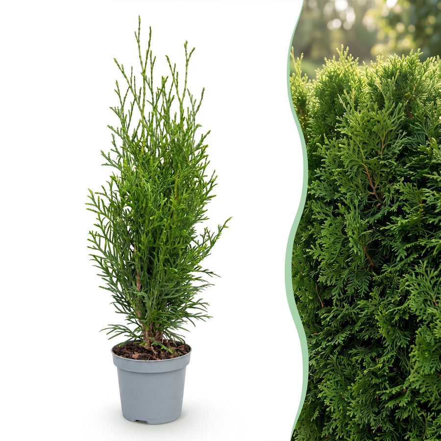 Thuja occidentalis Smaragd — Levensboomhaag, 24 stuks, 20-30 cm
