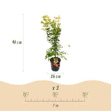 Green boutiQ - Tuinplant - Acer palmatum Orange Dream - Japanse Esdoorn - Bladverliezend - Oranje - 1 - Pot 26cm - Hoogte 90cm