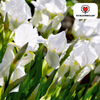 Iris Alaska — witte iris