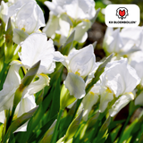 Iris Alaska — witte iris