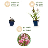 Green boutiQ - Vasteplant - Gaura lindh. Florgauros - Prachtkaars - Bijen- en vlinderlokkers - Roze - 6 Planten - Pot 11cm - Hoogte 15-25cm