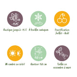 Green boutiQ - Fruitplant - Bosbes -Vaccinium corymbosum Goldtraube -Blauwe bes - Doornloos - 2 planten -Pot 11cm Hoogte 40cm
