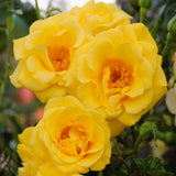 Green boutiQ - Klimroos - Rosa Spring Queen -BloemGeel - Weinig onderhoud - 2 planten - Pot 11cm Hoogte 40cm
