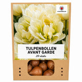 Tulpenbollen Avant Garde — gele dubbelbloemige tulp, 20 stuks (maat 11/12)