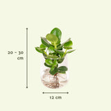 Clusia in Kingston glas - Ø12cm - ↕30cm