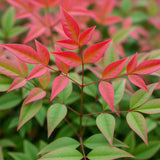 Green boutiQ - Tuinplant - Nandina Obsessed - Rood - 2 Planten - Groenblijvend - Weinig Onderhoud - Pot 17cm Hoogte 45cm