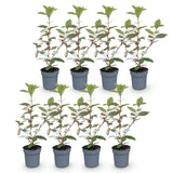 Green boutiQ - 8x Elaegnus ebbingei Compacta - Olijfwilg - Haagplanten - Groenblijvend - Grijs - Pot 9cm - Hoogte 25-35cm