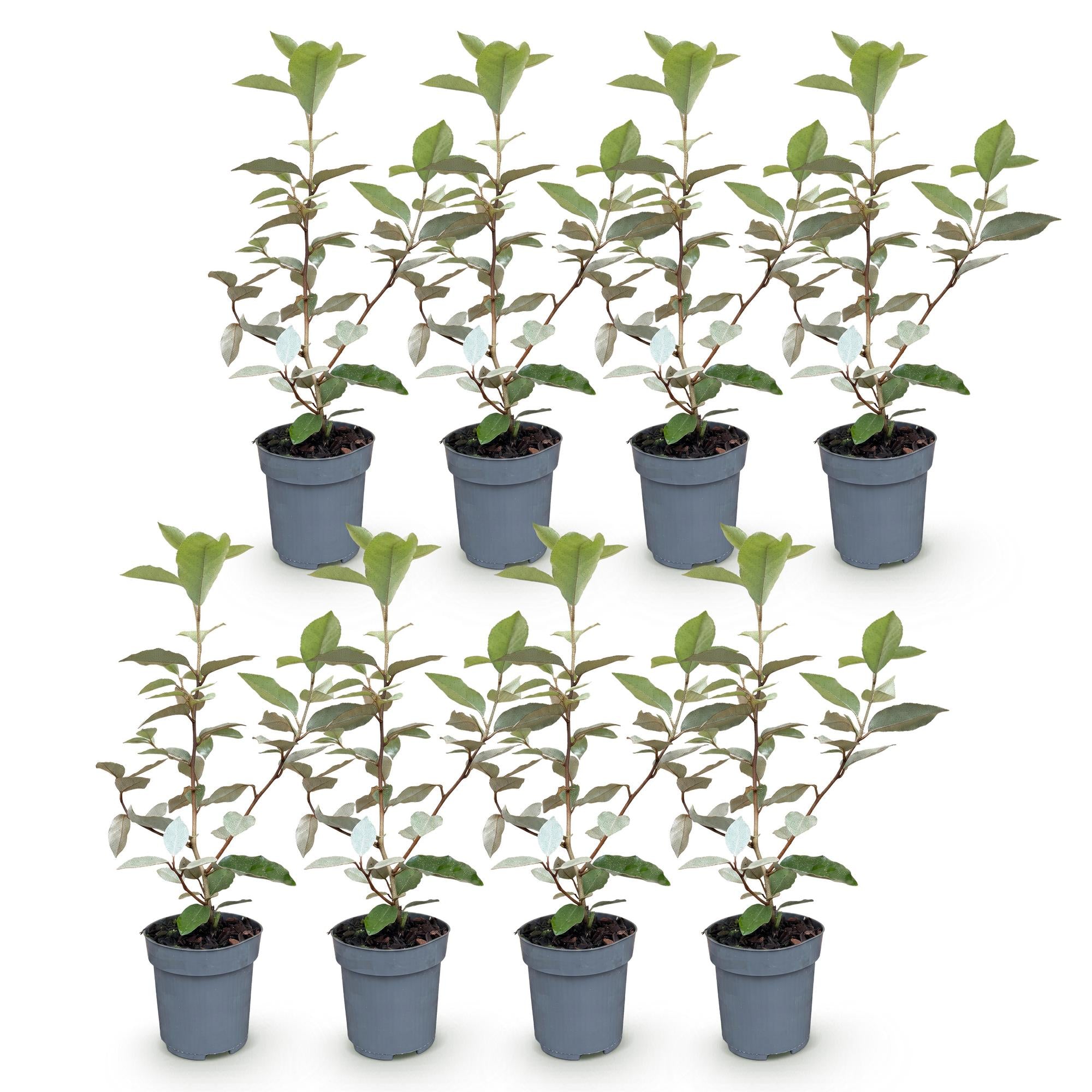 Green boutiQ - 8x Elaegnus ebbingei Compacta - Olijfwilg - Haagplanten - Groenblijvend - Grijs - Pot 9cm - Hoogte 25-35cm
